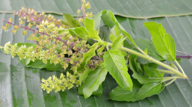 Rimedi Ayurvedici: la polvere di Tulsi